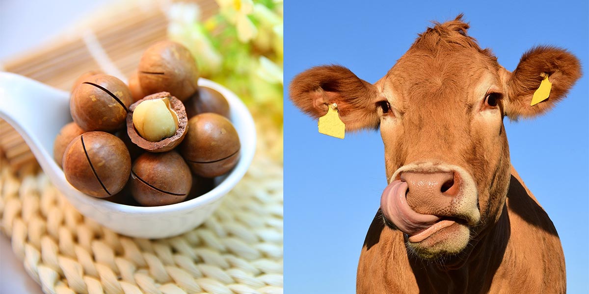 Macadamia, la nuova frontiera per nutrire bovini "di lusso"